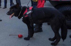 Accesibilitate pentru animalele de companie în spațiile verzi, cu reguli stricte în Sectorul 2