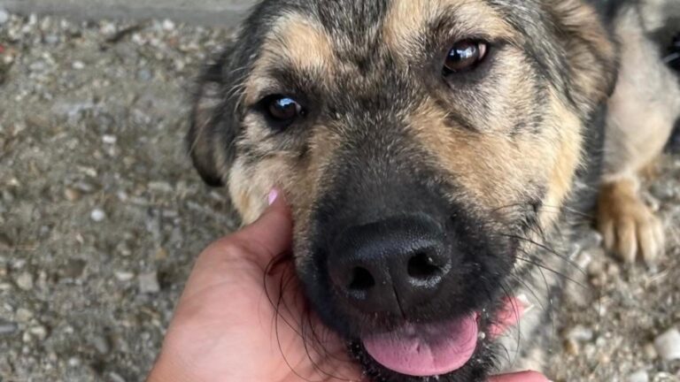 12 blănoși de la ASPA așteaptă cuminți să își găsească stăpâni iubitori 🐕‍🦺 Târgul de adopții are loc weekendul viitor la Romexpo