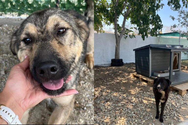 Adăposturile ASPA vor fi închise temporar pentru vizitatori