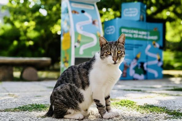 Automate inteligente pentru pisicile fără stăpân, instalate în București