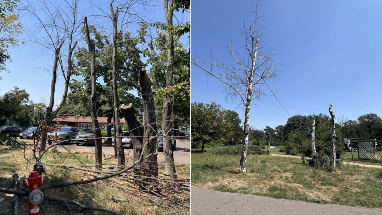 Cauzele uscării arborilor din Parcul Herăstrău: schimbările climatice și temerile bucureștenilor