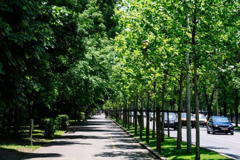 Dispariția bruscă a două benzi de circulație pe Kiseleff, în apropierea Muzeului de Geologie, și restricțiile până pe 7 septembrie