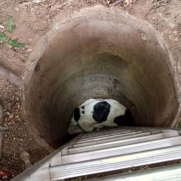 Echipajele ASPA au intervenit pentru salvarea a doi câini căzuți într-un canal