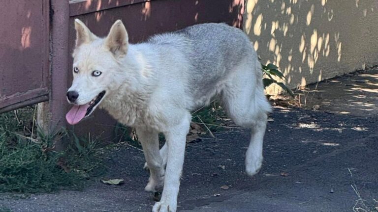 Husky rătăcit în Bucureștii Noi, căutat de stăpân