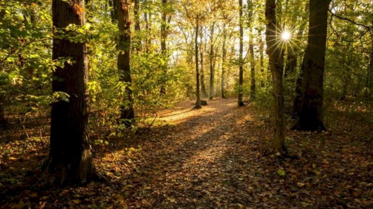 ONG-urile contestă argumentele lui Judele privind Pădurea Băneasa, promițând protejarea spațiului verde