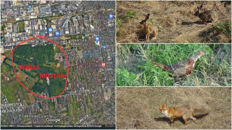 Parcul Serelor din Militari, un vis al bucureștenilor din zonă. Oamenii s-au întâlnit cu ministra Mediului, care le promite protejarea spațiului verde de posibile retrocedări