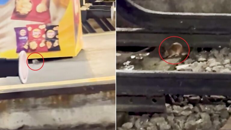 Piedone revine. Tună și fulgeră din cauza șobolanilor din Gara de Nord