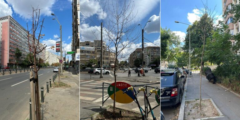 Probleme cu arborii și spațiile verzi în Sectorul 2