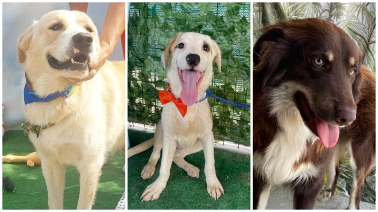 Șapte blănoși adorabili de la ASPA își caută viitori stăpâni printre bucureșteni. Cățelușii sunt gata de joacă și pregătiți să ofere multă iubire