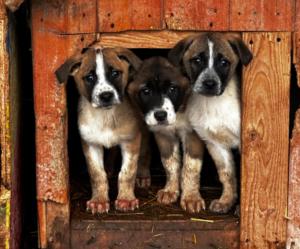 Ziua Internațională a Câinilor: O sărbătoare a loialității și a adopțiilor