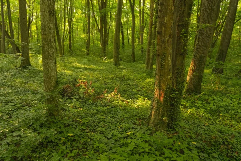 Diana Buzoianu organizează o dezbatere cu bucureștenii privind Pădurea Băneasa. „Trebuie să fie arie naturală protejată”