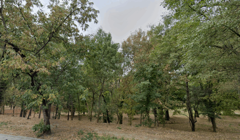 Parcul Verdi s-a transformat într-o pajiște uscată. O bucureșteancă le cere autorităților să intervină cât mai repede: Stricăciunile vor fi, curând, iremediabile