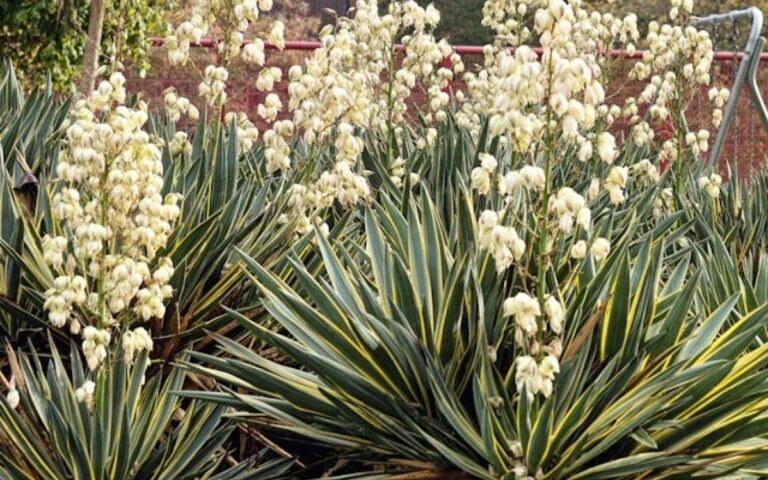 Exotica Yucca, din deșertul american crește și în Sectorul 6. Care sunt zonele unde poate fi admirată