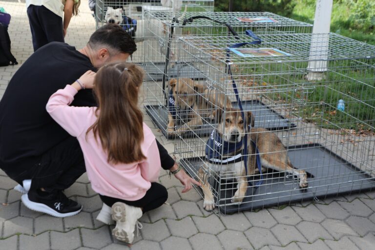 Adoptă-mă! 🐶 Corul celor 10 căței jucăuși care vor fi la un nou târg de adopții în Parcul Bazilescu, sâmbătă