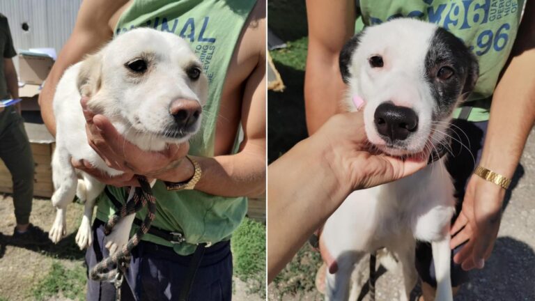 70 de câini au plecat de la București spre noi familii din Franța