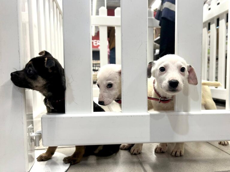 Bucureștenii iubitori de animale pot deveni „asistenți maternali” pentru căței, prin programul ASPA „Foster pentru adopție”. Blănoșii pot luați acasă temporar