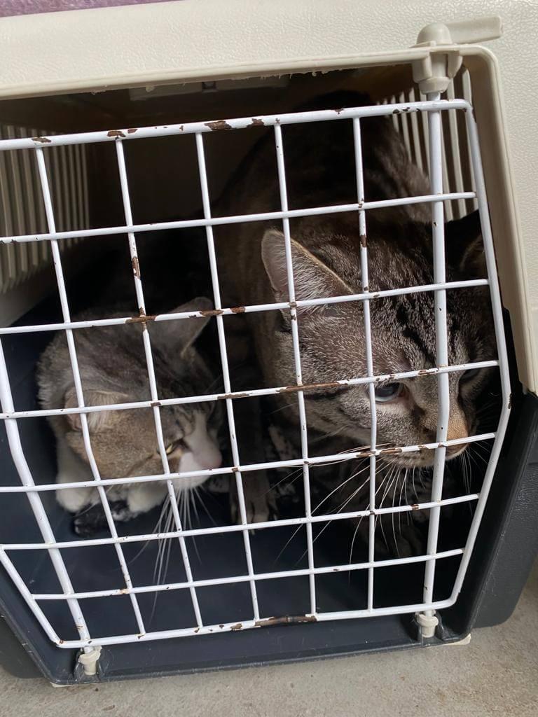 Campanie de sterilizări și microcipări gratuite pentru câinii și pisicile de rasă comună