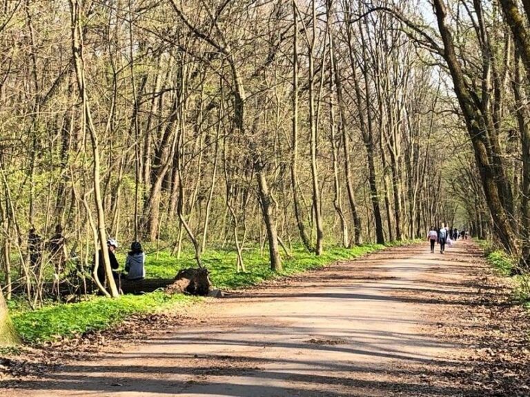 Jaful din Pădurea Băneasa, Fechet acuză rechinii imobiliari.