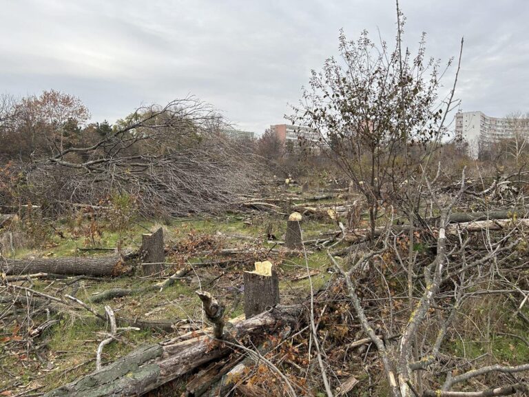 Noi amenzi pentru tăierile ilegale de arbori din Capitală, lansate în consultare publică. Modificări pentru persoanele fizice și juridice deopotrivă