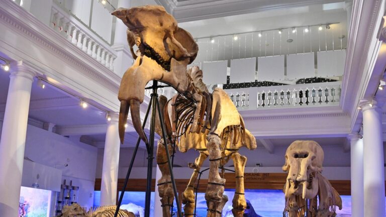 Prima hartă dedicată muzeelor și caselor memoriale din București 🗺️ Cuprinde peste 60 de instituții culturale și are informații despre program și adrese