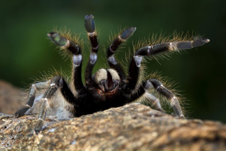 Tarantule vii la Muzeul Antipa, la o expoziție temporară 🕷️ De azi și până în decembrie, bucureștenii vor putea vedea zeci de specii de (brrr) foarte aproape