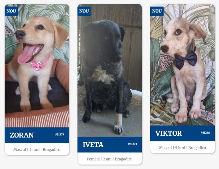 Târg de adopții căței la o cafenea din București, cu sterilizări gratuite