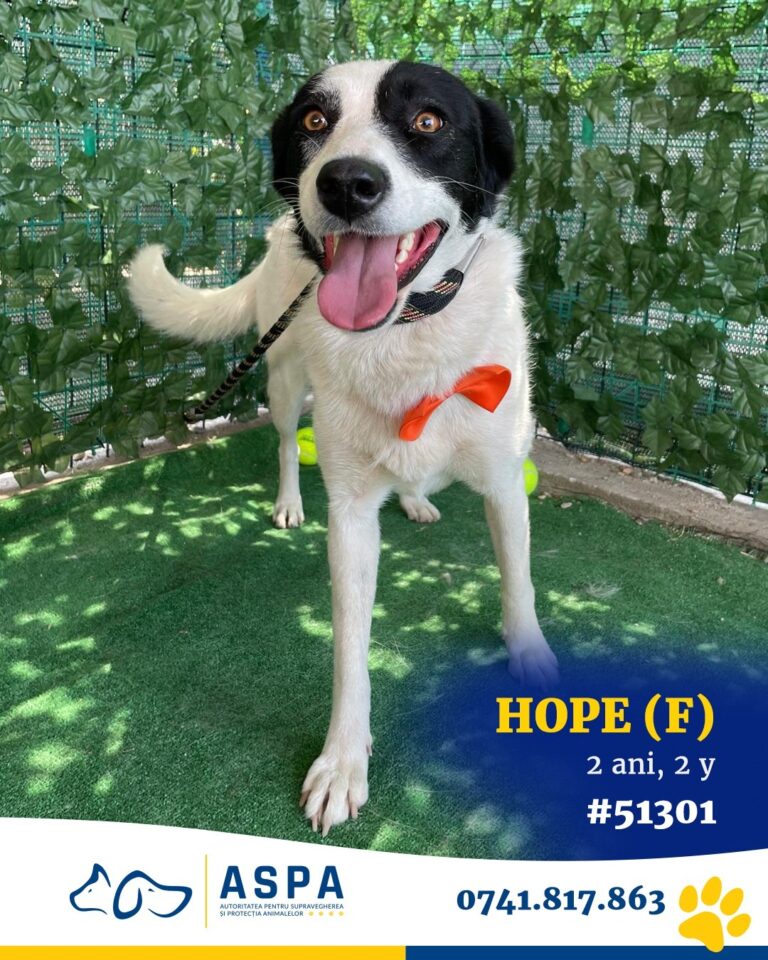 🥰🐶 Azi e zi de prezentare: Vin la rampă 7 căței care vor încânta viața și…