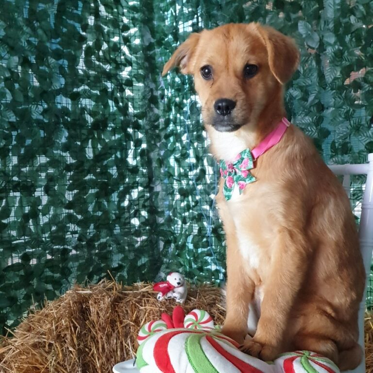 Prietenii cu patru lăbuțe își caută familii. Târg ASPA de adopții de câini, în weekend, la Kaufland Barbu Văcărescu, de Ziua Animalelor