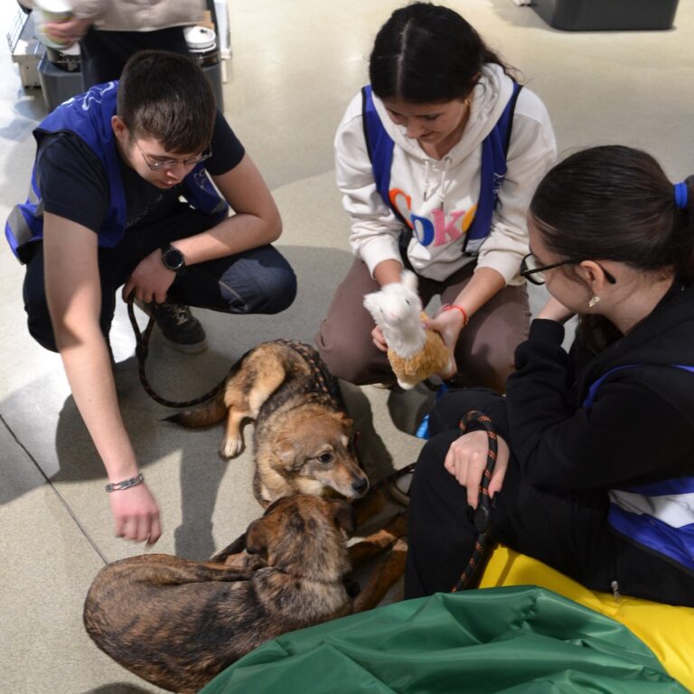 🐶 Câinii din adăposturile ASPA așteaptă o familie iubitoare