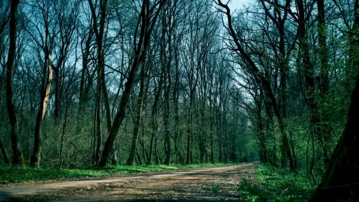 Cerere urgentă pentru protecția Pădurii Băneasa