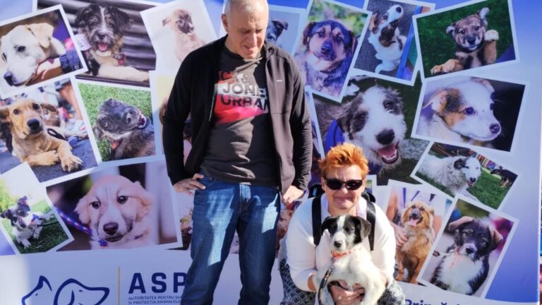 13 cățeluși de la ASPA și-au găsit familii iubitoare în acest weekend. Târgul de adopții a avut loc la Hornbach Balotești