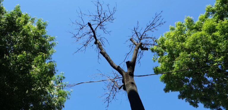 Achiziții de arbori în valoare de 50.000 de euro la DGASPC Sector 1, după furtuna din iulie