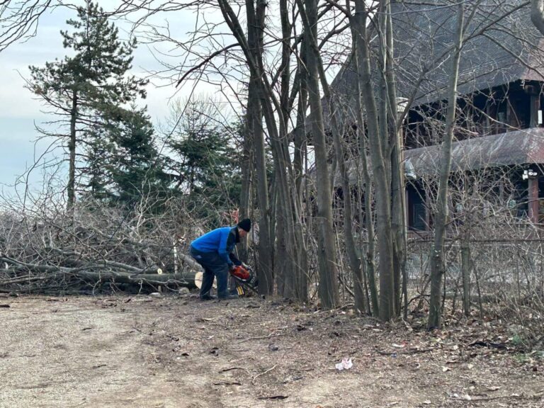 Amenzi reduse pentru defrișările ilegale în Capitală, cu acordul consilierilor generali