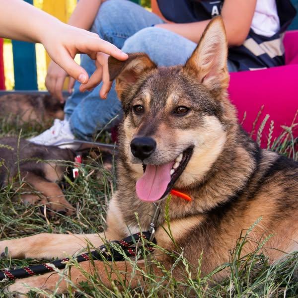 Campanie de sterilizări și microcipări gratuite pentru câinii de rasă comună