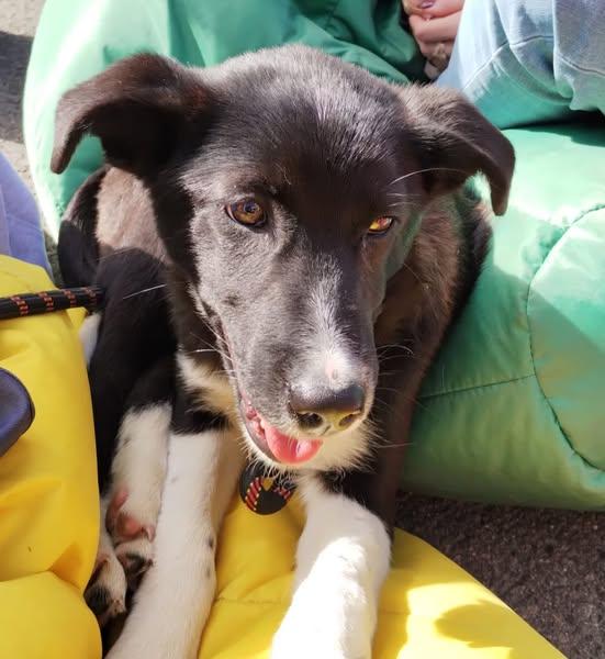 Campanie de sterilizări și microcipări pentru câinii de rasă comună