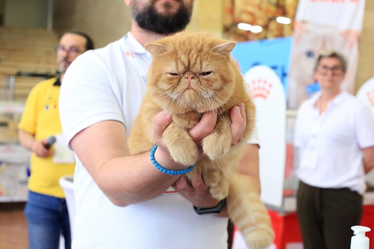Campionatul Mondial de Frumusețe Felină 2025, la Romexpo în acest weekend