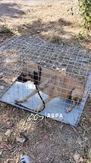 Capturarea a trei câini cu ajutorul țarcului-capcană în sectorul 6