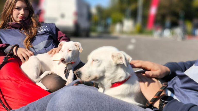 Căței de la ASPA își caută familii la ultimul târg de adopții în aer liber din 2025 🐶 Îi găsiți la Hornbach Balotești, pe 25 octombrie