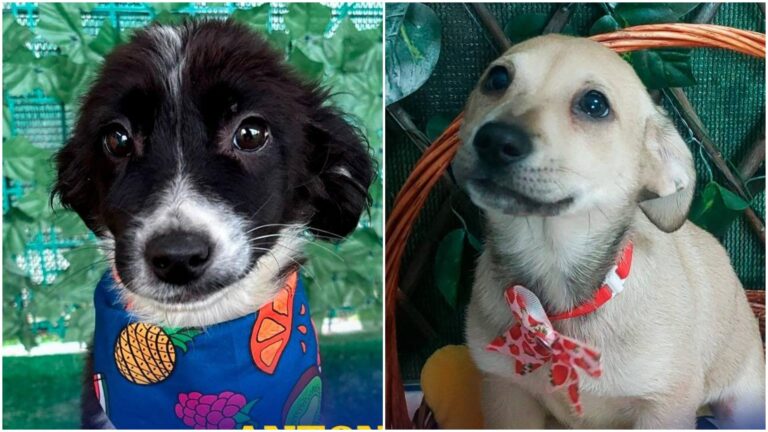 Cățelușii Jan, Nona, Milu și alții 22 caută familii iubitoare la târgul ASPA de adopții