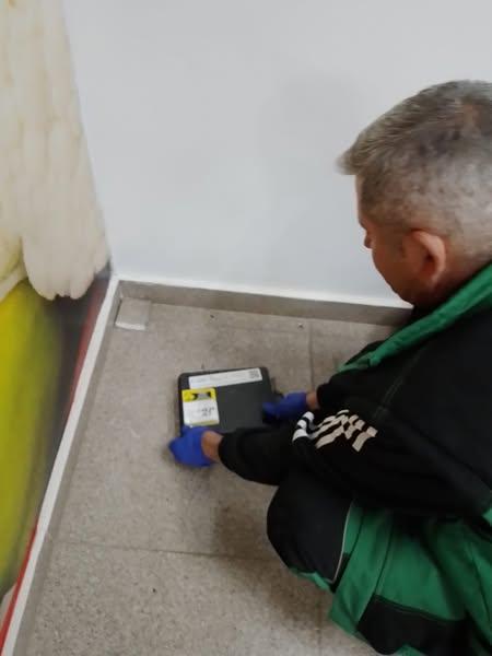 Compania Municipală Eco Igienizare a început tratamentele de combatere a șobolanilor