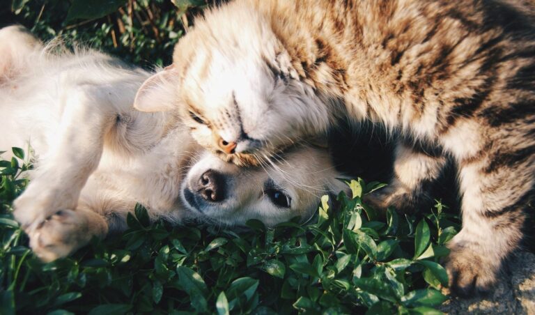 Cunoașteți cei 5 căței care vor fi disponibili pentru adopție vineri la Muzeul Antipa 🐱🐶
