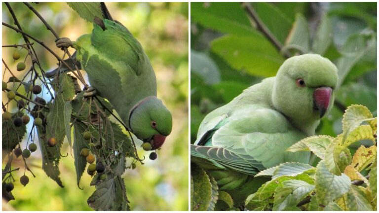FOTO | Numărul papagalilor exotici din Parcul Tineretului a scăzut dramatic