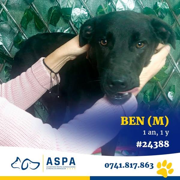 Întâlnirea cu Ben și Beauty: Două povești de iubire și speranță