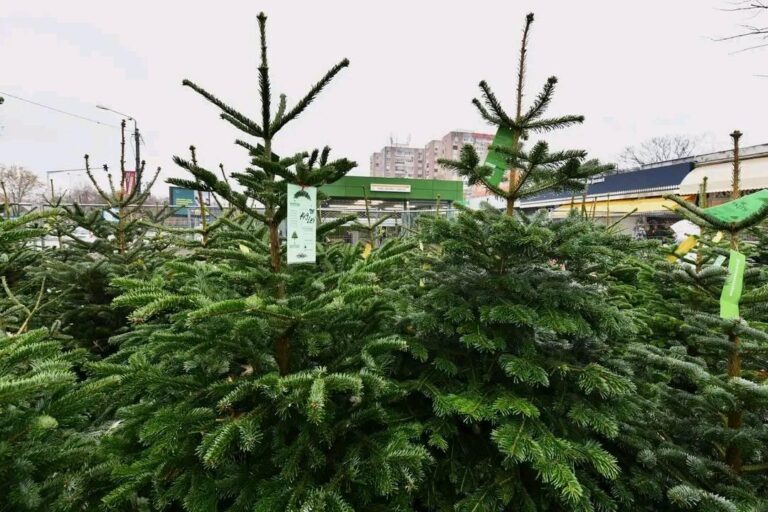 Licitație pentru vânzarea brazilor de Crăciun în Sectorul 6