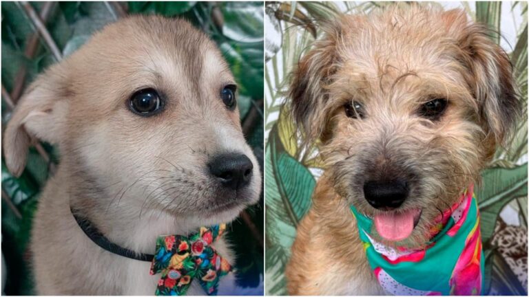 Max, Otto și alți 13 blănoși își caută familii la târgul de adopții indoor de la Maxi Pet Mihai Bravu