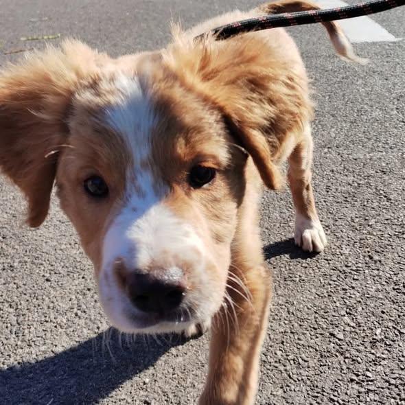 Obligația legală de sterilizare și microcipare a câinilor de rasă comună