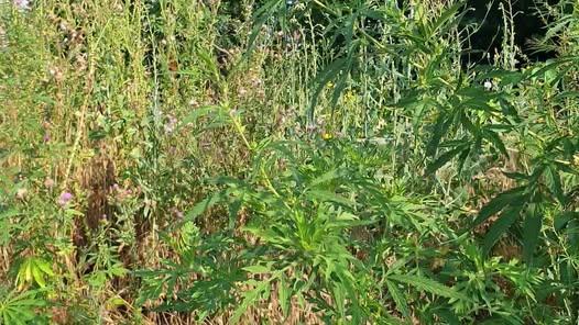 Verificări periodice ale polițiștilor locali pentru combaterea ambroziei în Sectorul 4