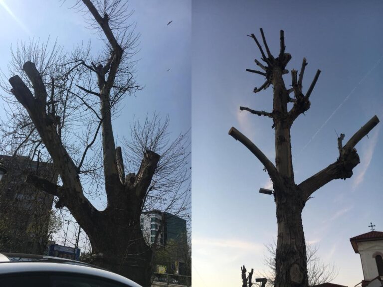 ALPAB investește aproape 50.000 de euro în documentație peisagistică de la o firmă investigată de DNA