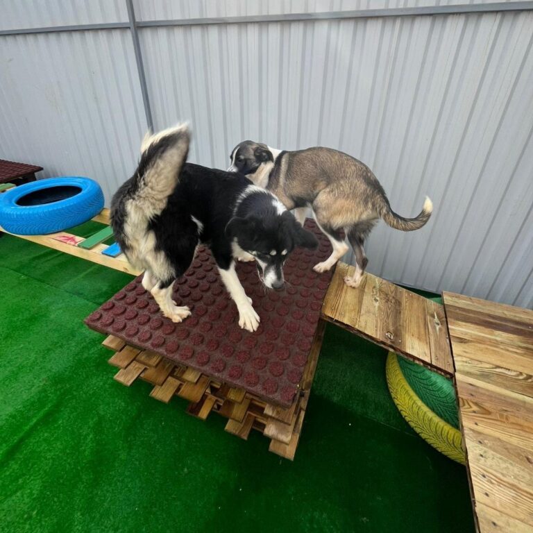 ASPA | Loc nou de joacă, la adăpostul de la Mihăilești