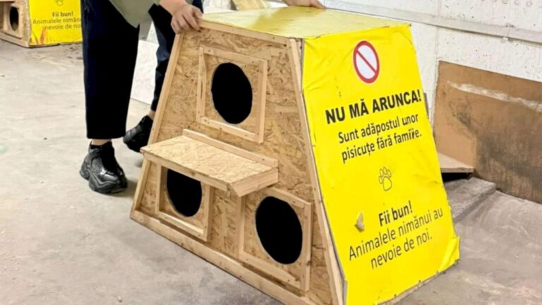 Căsuțe noi pentru pisicile fără stăpân din București și Ilfov, livrate săptămâna viitoare. Ce condiții trebuie îndeplinite pentru a beneficia de una 🐈